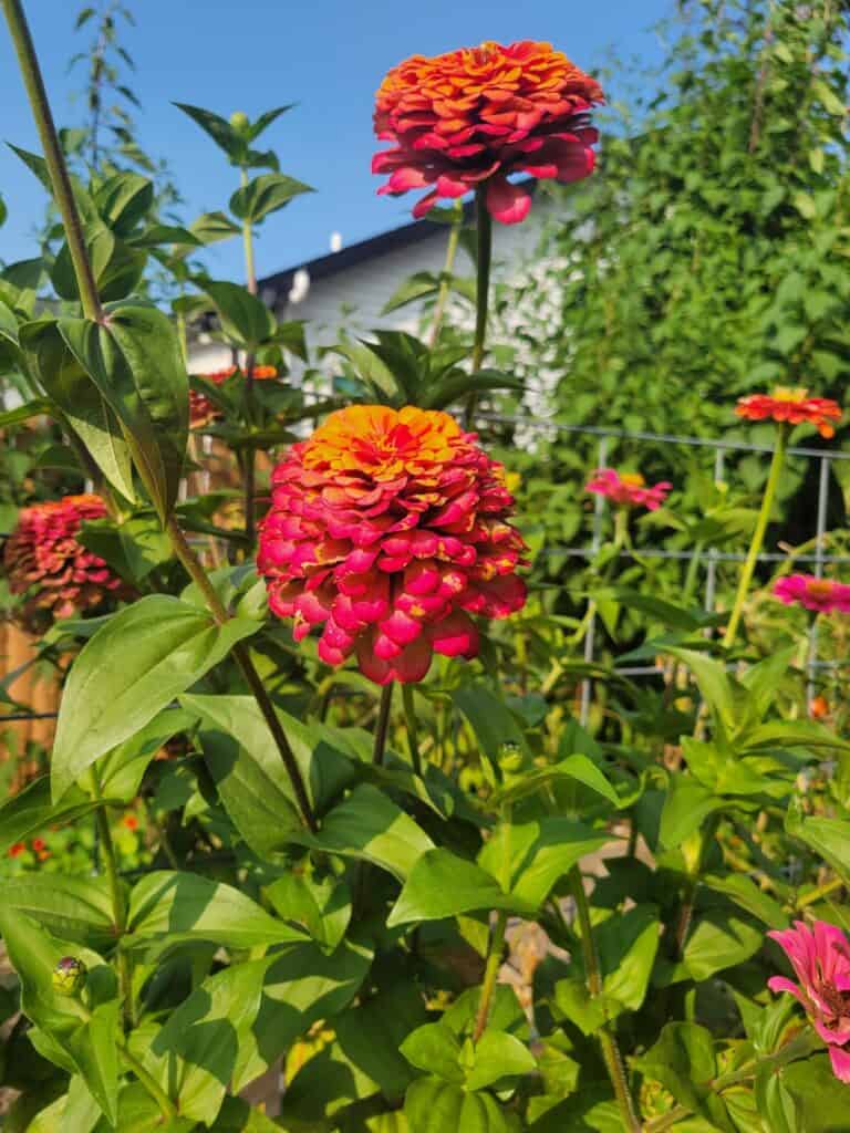 Bright pink and orange zinnia flowers blooming in a garden at Lake Geneva.