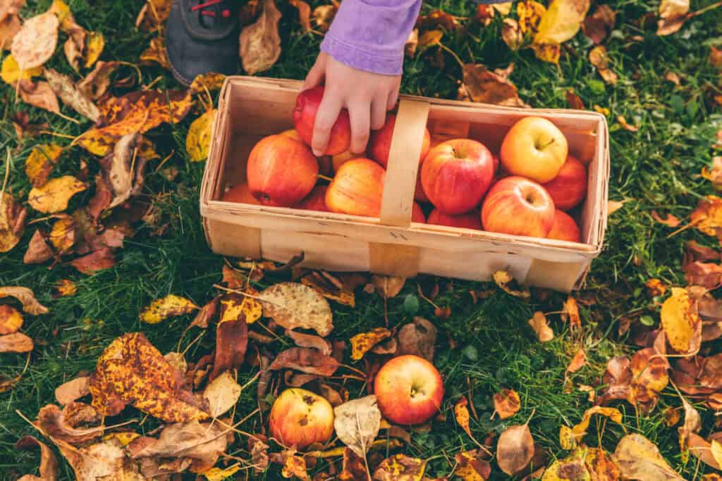 Child picking apples from a basket on a fall day at the Lake Geneva Oktoberfest.