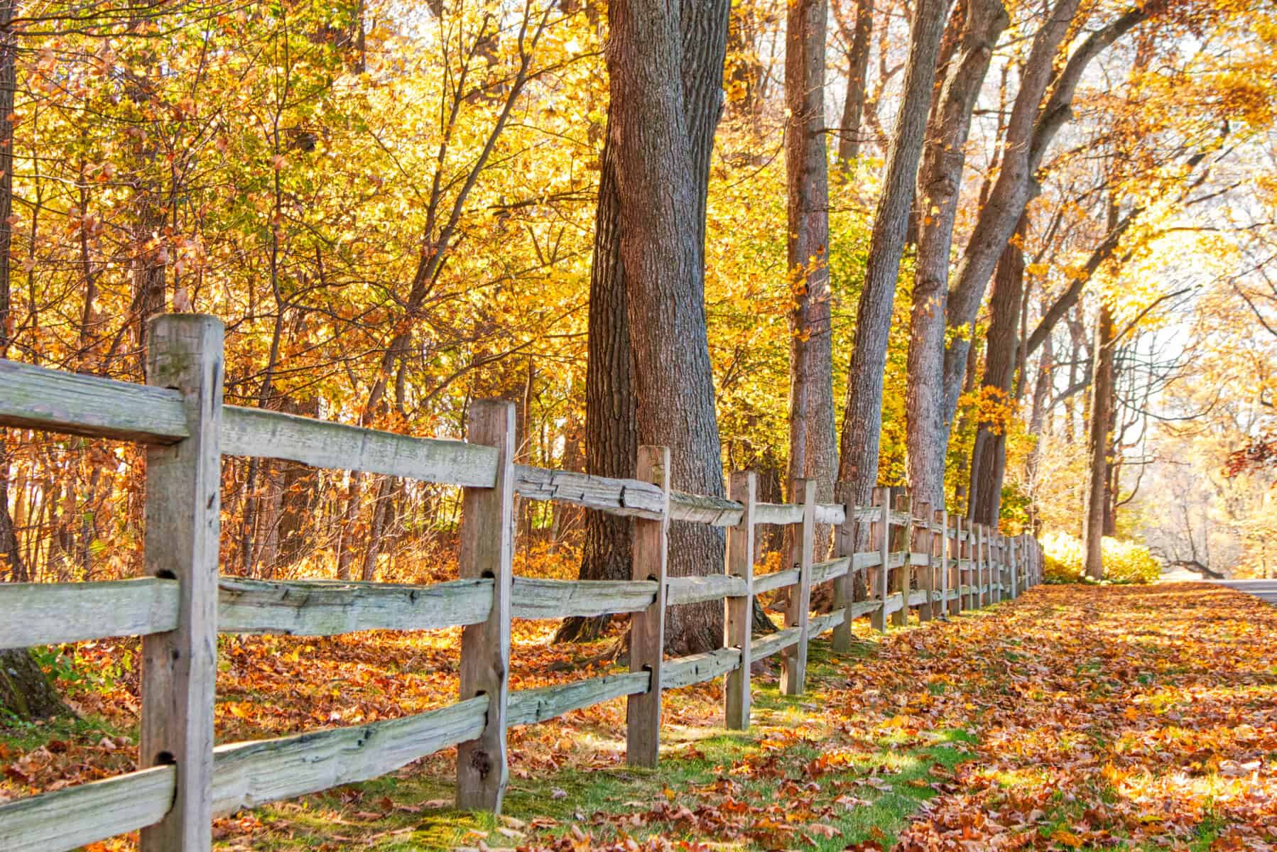 Fall color along Snake Road near Geneva Lake