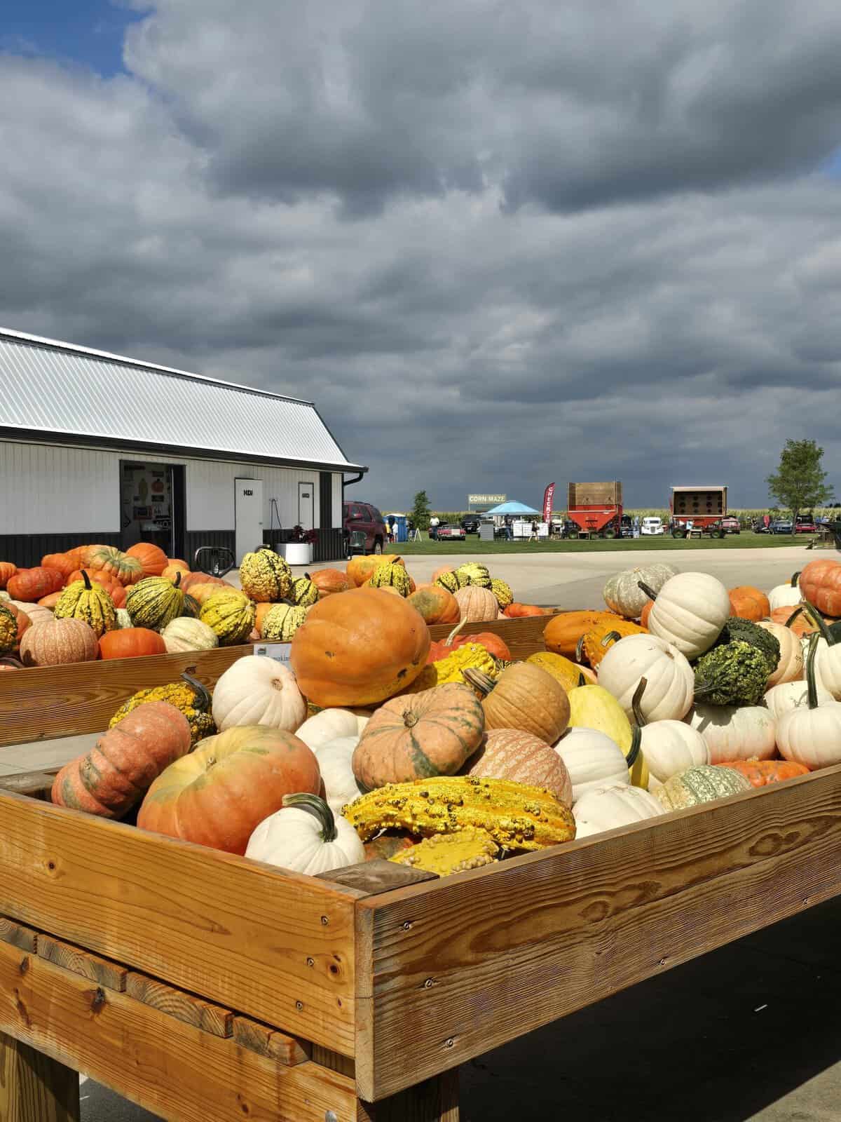 Bins of pumpkins and gourds at Pearce's Farm Stand with the corn maze behind