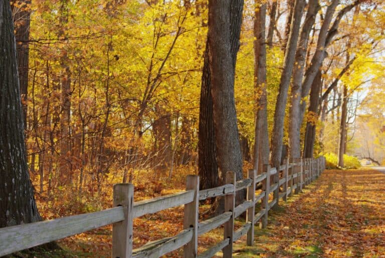 Autumn trees and a wooden fence on a scenic fall drive at Lake Geneva.