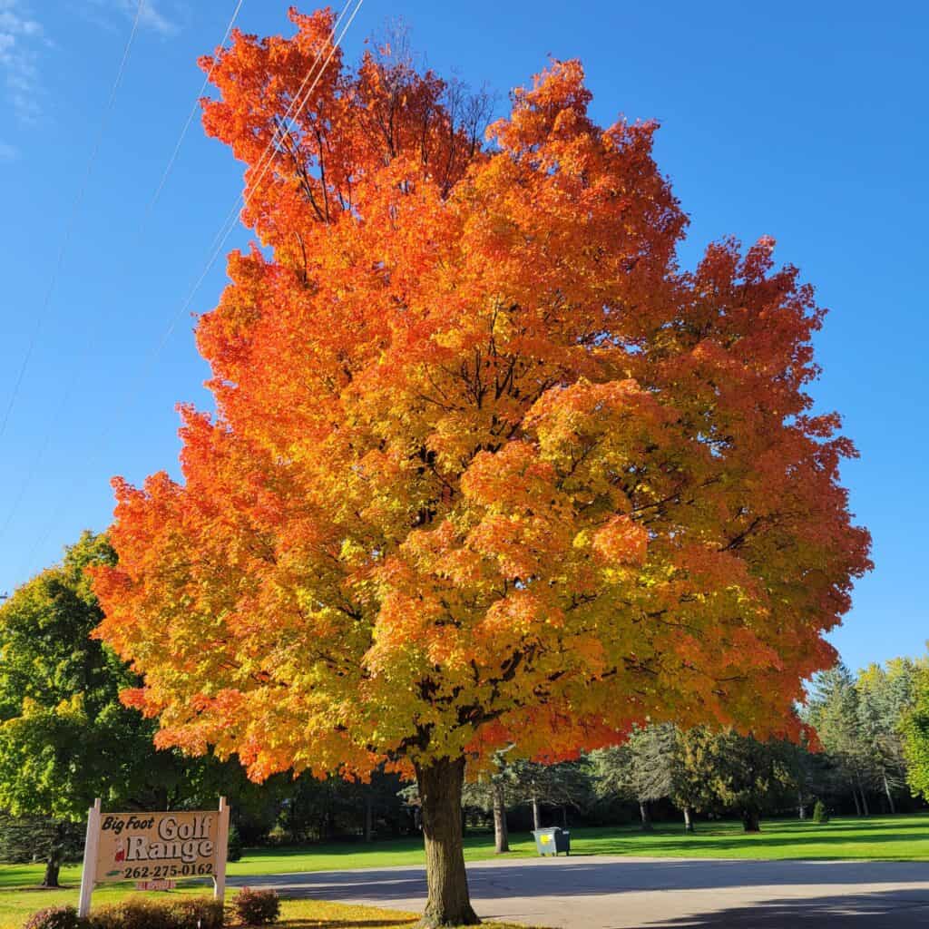 Colorful fall foliage on a large tree at Lake Geneva Golf Range.